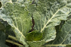 collard greens