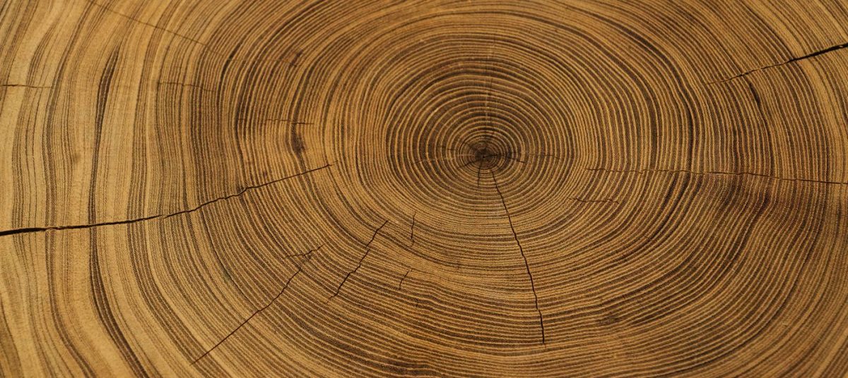 Old wooden oak tree cut surface. Detailed warm dark brown and orange tones of a felled tree trunk or stump. Rough organic texture of tree rings with close up of end grain. Old wooden oak tree cut surface. Detailed warm dark brown and orange tones of a felled tree trunk or stump. Rough organic texture of tree rings with close up of end grain.