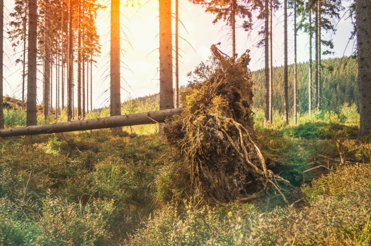 Fallen tree with roots in forest after storm Fallen tree with roots in forest after storm