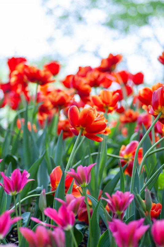 spring season