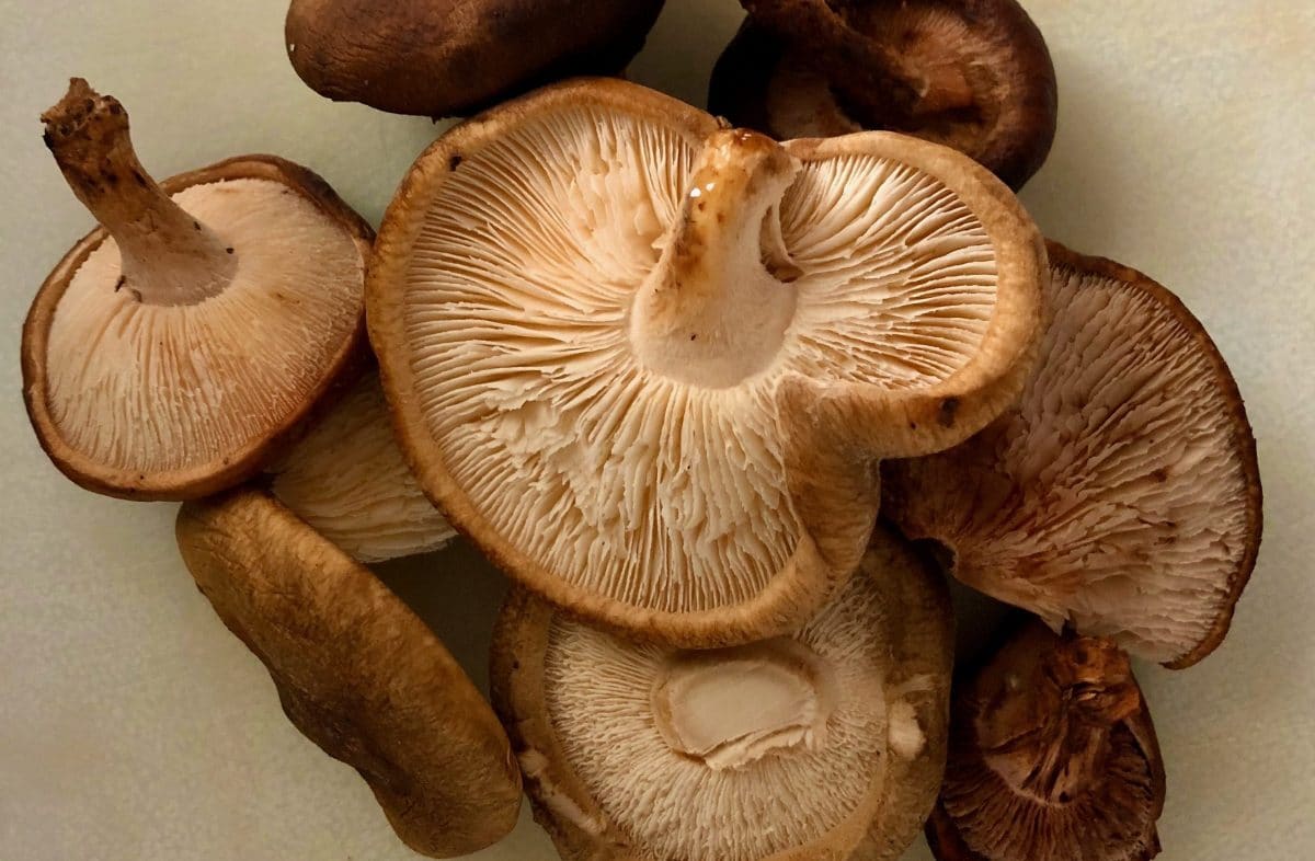 Shiitake Mushrooms, Green Beans, and Quinoa Radiant Shenti