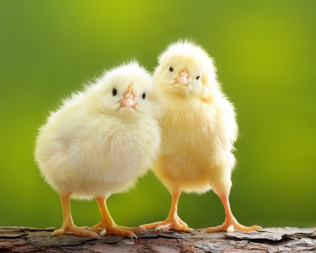 Baby chicks Great Cold Seasonal Node Baby chicks Great Cold Seasonal Node