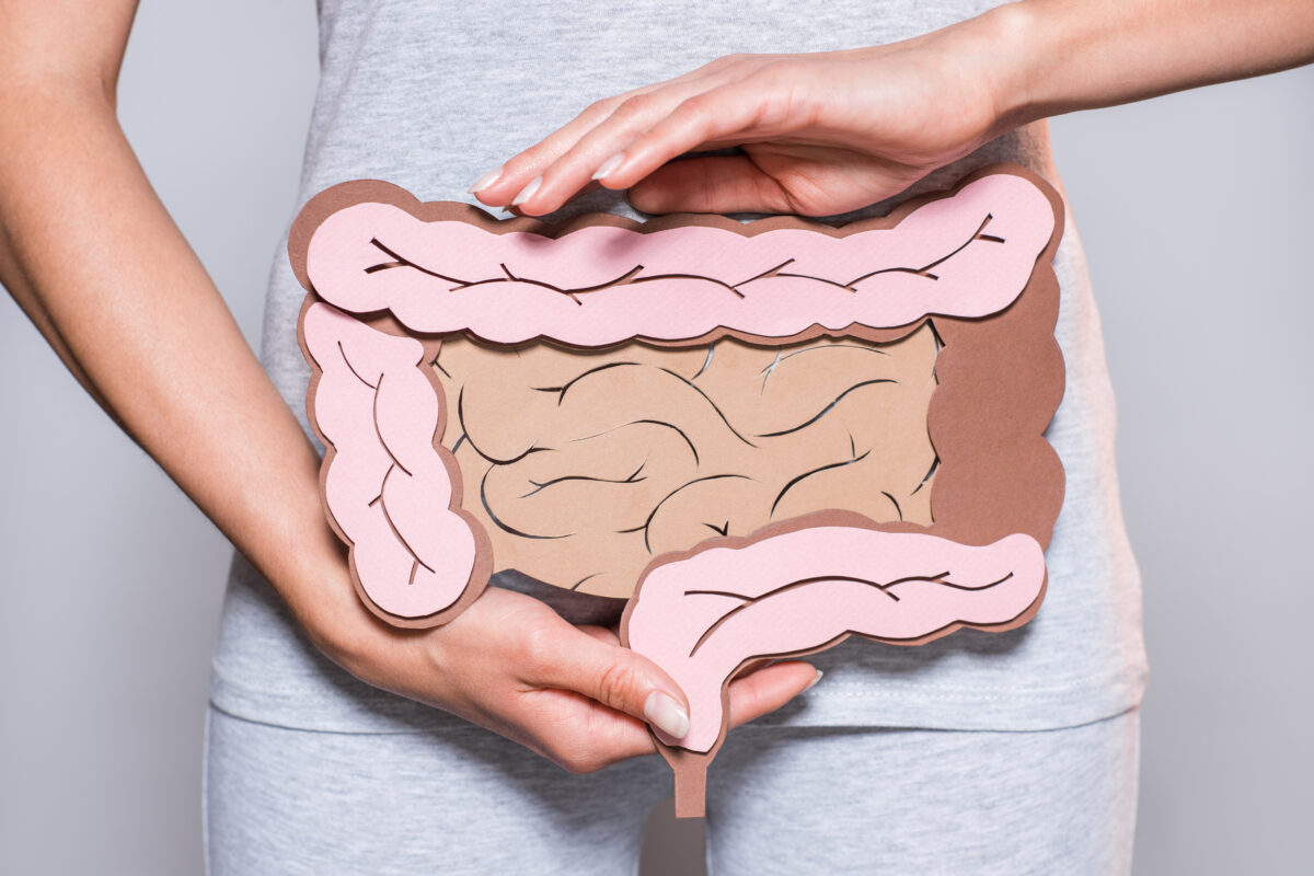 Large and Small Intestines Large and Small Intestines